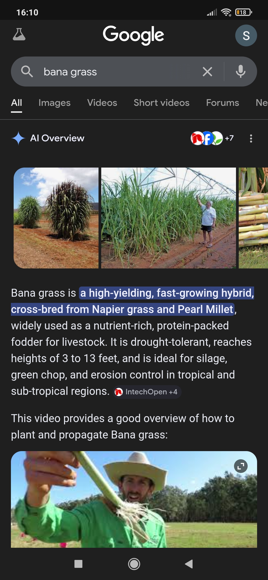 Bana gras